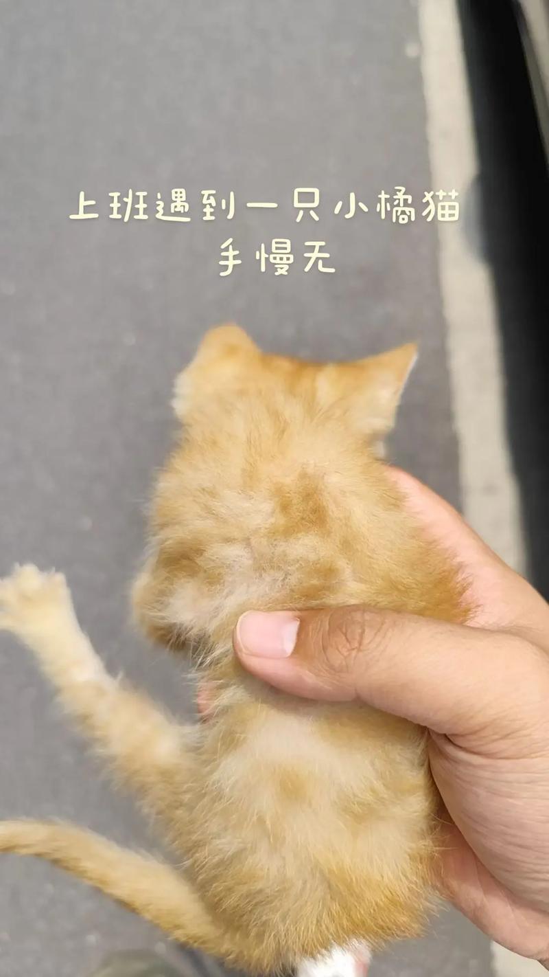 橘猫可少量食红薯，助消化但需谨慎（橘猫能吃红薯吗）