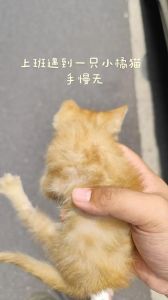 橘猫可少量食红薯，助消化但需谨慎（橘猫能吃红薯吗）