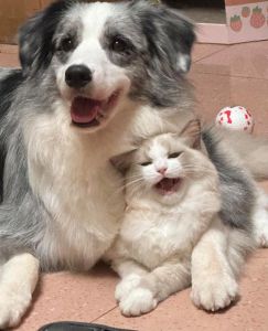 小奶狗布偶猫温馨相处记（小奶狗和布偶猫恋爱）