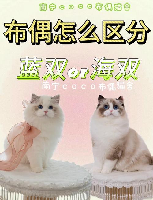 海双猫布偶价高，蓝银渐层独特也昂贵（海双山猫布偶和蓝银渐层哪个贵）