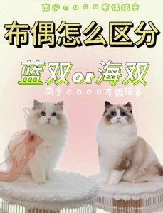 选育健康性格（新版布偶猫是怎么配出来的）