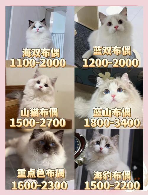 健康繁育，温顺猫咪，安心选择（国内十大顶级布偶猫舍）