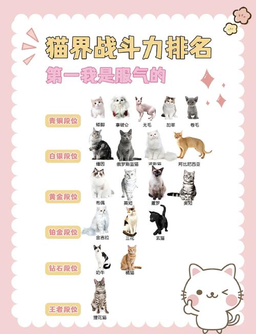刘二豆会说话，魏官人会跳舞，高颜值治愈！（抖音网红猫排名）