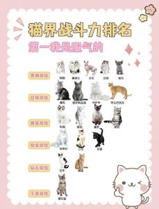 刘二豆会说话，魏官人会跳舞，高颜值治愈！（抖音网红猫排名）