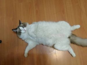 布偶猫发情嚎叫怎么办？（布偶母猫发情怎么办）