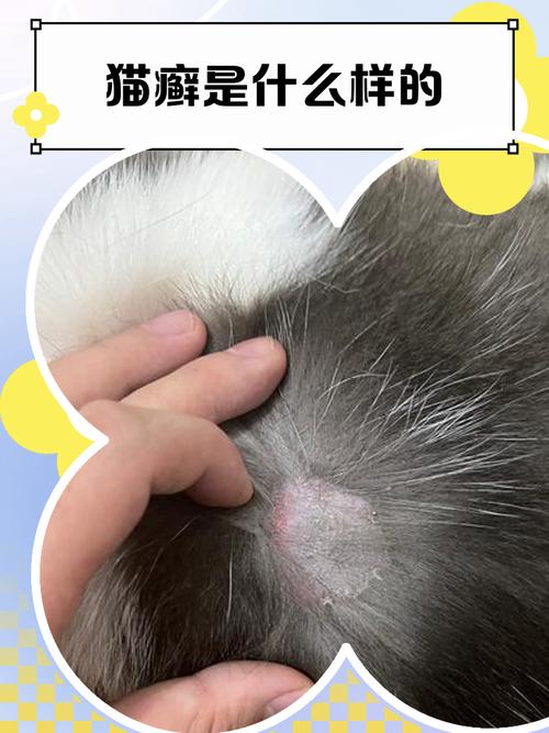 脱毛红痒要当心，及时就医防传染（猫癣是什么样的图片）