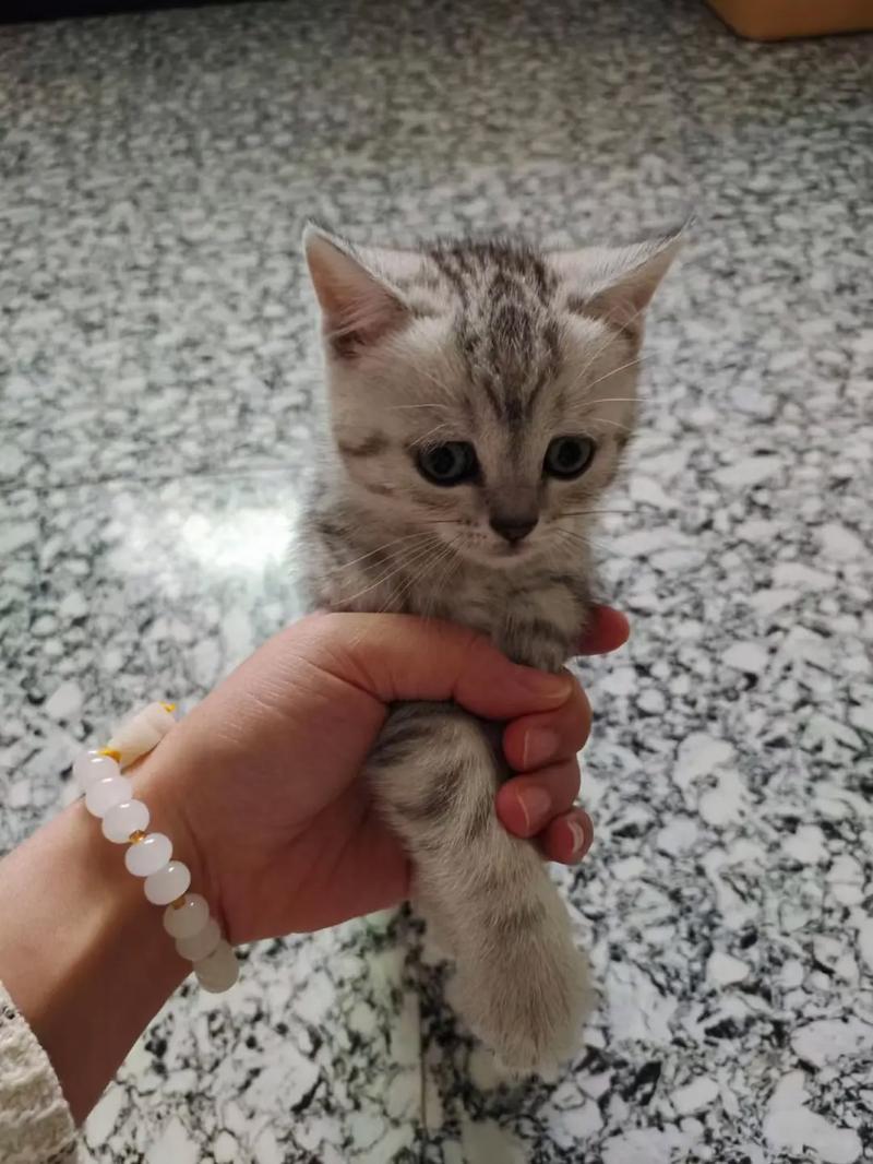 串串猫好看又健康，选对猫粮更长寿！（好看的串串猫咪）
