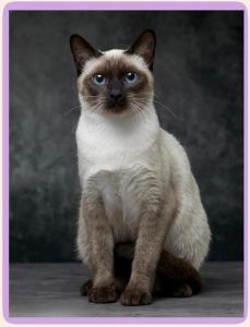 聪明优雅的暹罗猫，寿命长易照顾！（暹罗猫特点）
