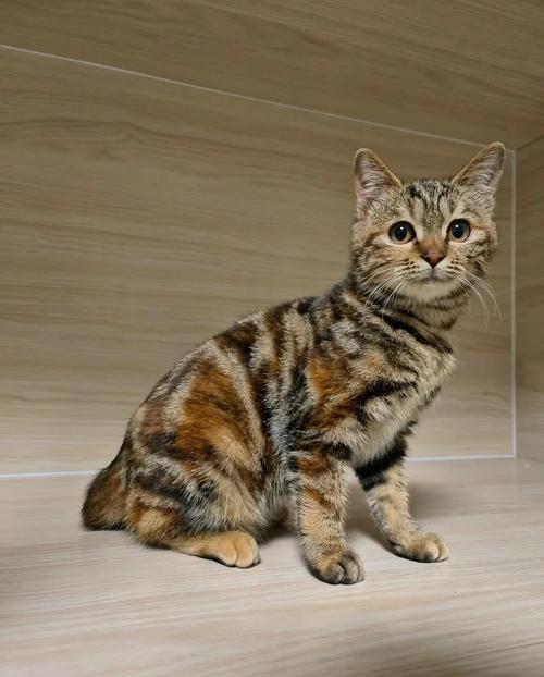 吉祥玳瑁猫，招财守护好伙伴！（玳瑁猫是招财还是辟邪）