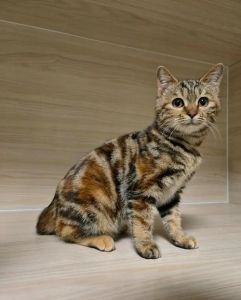 吉祥玳瑁猫，招财守护好伙伴！（玳瑁猫是招财还是辟邪）