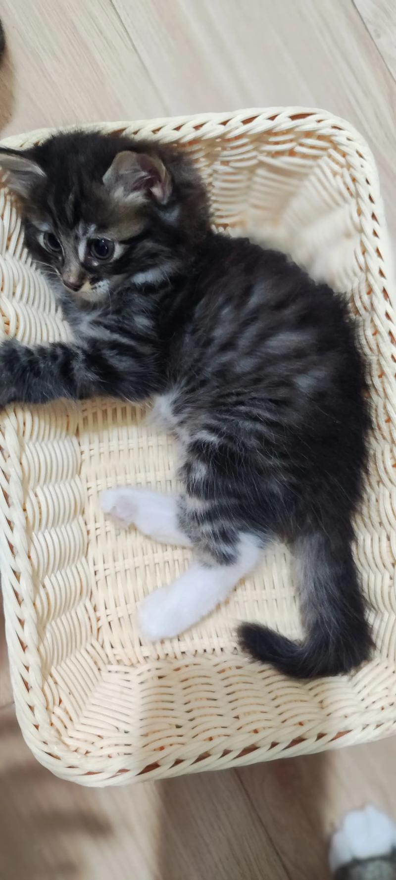 大猫优雅粘人，蓝眼软毛是布偶，串串也好看（串串布偶猫图片）