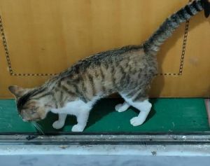 外来野猫抢地盘，家猫受影响？（外来的野猫会赶走家里的猫吗）