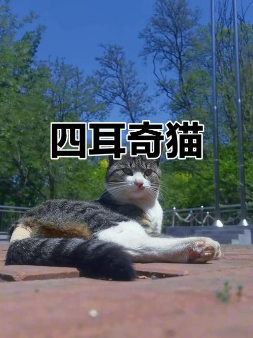 四川特有双耳猫，捕鼠能手忠诚伴（简州猫图片）