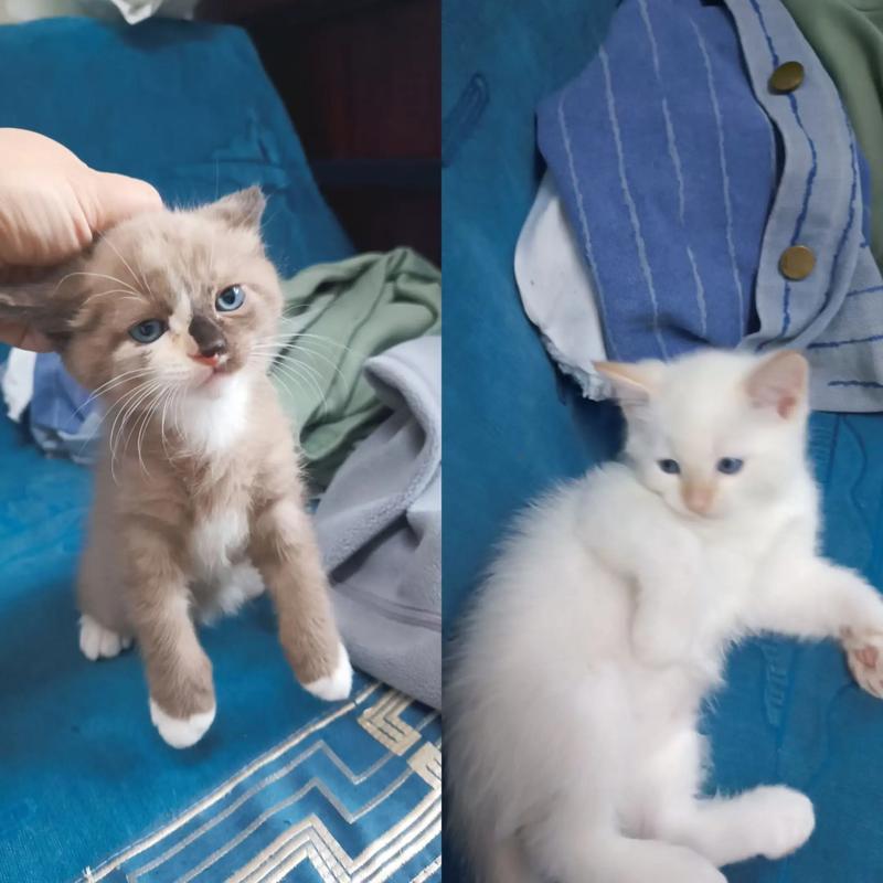 串串猫品种难辨？看特征猜猜它是谁！（串串猫品种大全）