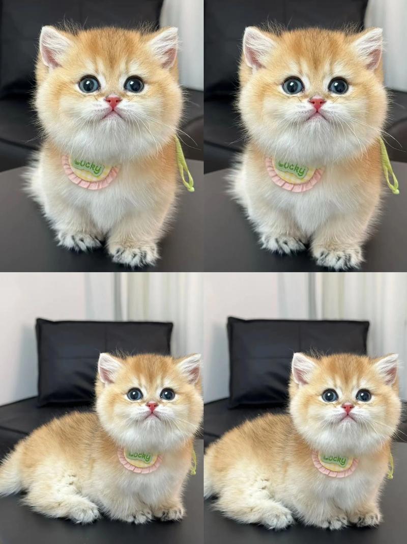 新手养猫选温顺粘人易打理品种（什么猫安静温黏人好养）