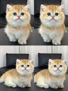 新手养猫选温顺粘人易打理品种（什么猫安静温黏人好养）