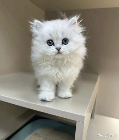 短腿长毛萌猫，养护需用心（白色金吉拉猫图片）