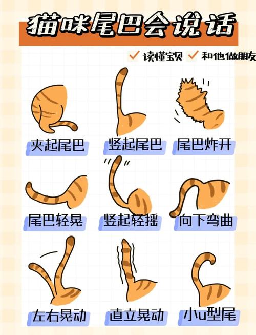 平衡情绪与社交小助手（小猫的尾巴有什么作用）