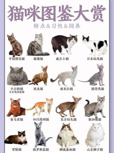十大宠物猫排名及养护全知道！（宠物猫十大排名）