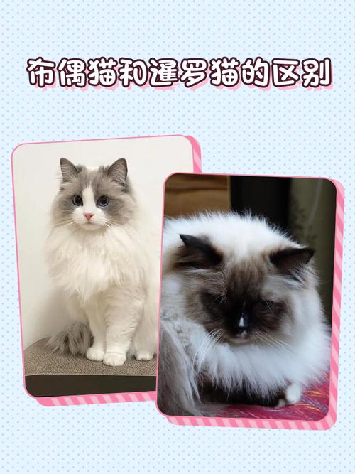 布偶与暹罗的优点结合（歇罗猫和布偶猫串图片）