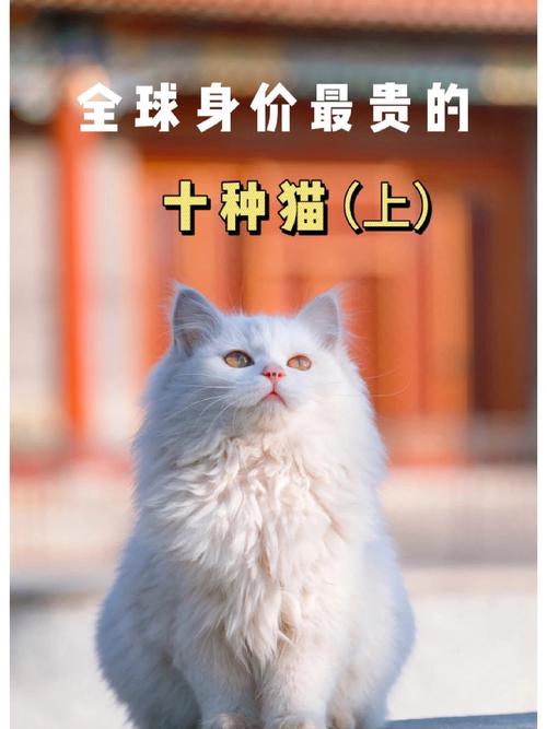 彼得巴尔德精灵萨凡纳等（40种名贵猫图片）