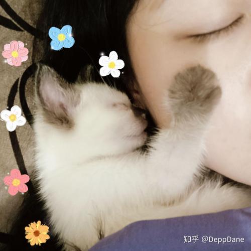 温顺亲人布偶串串猫，聪明健康好伙伴！（猫串串智商为什么低）