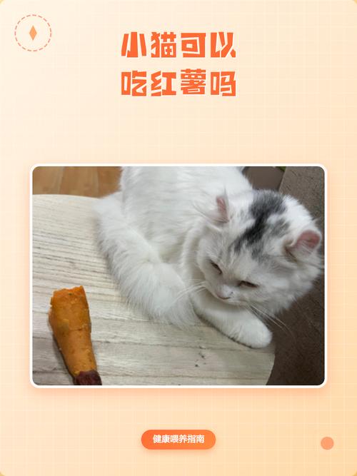 成年猫适量食红薯，幼猫不宜，选对食物保健康（幼猫可以吃红薯吗）
