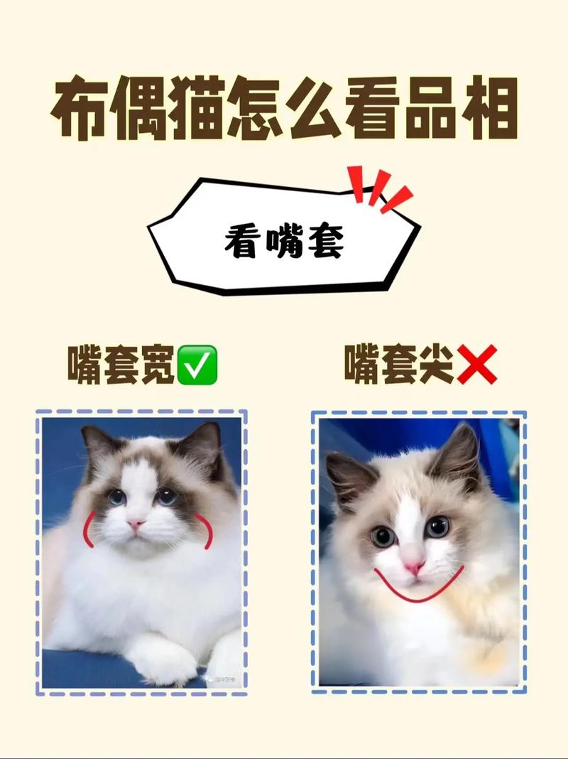 高颜值好性格的布偶猫品相要点（品相好的布偶猫图片）