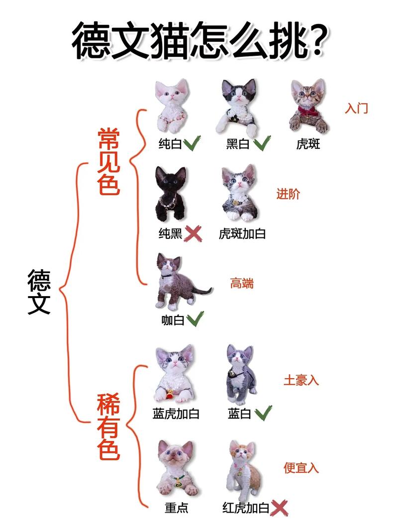 外貌性格大不同（无毛猫和德文卷毛猫有什么区别）