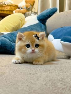 养猫要用心，性格培养靠陪伴（哪个品种的猫温顺粘人好养）