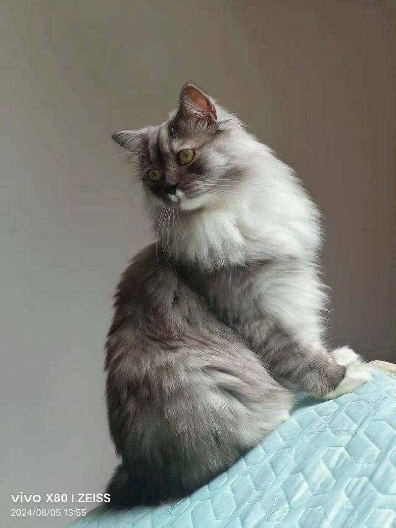 串串猫体质强抗病，性格活泼，选猫看健康！（品种猫的串串猫体质会好还是更差）