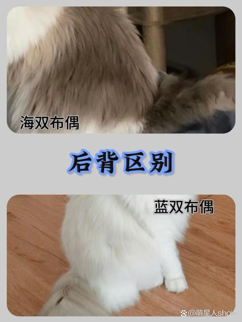 布偶猫海双蓝双怎么分？（如何分辨布偶猫海双和蓝双）