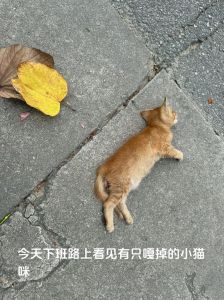 恐惧与安全感解析（孕期梦到野猫进家被赶走）
