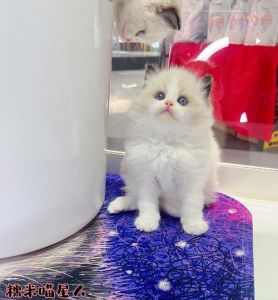布偶猫肠胃弱？试试无菌奶乳鼠，喂养简单，猫咪健康快乐！（两只几个月大的布偶猫）