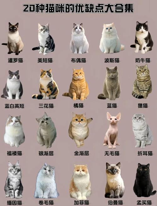 世界最小家猫（十大最小的猫排名）