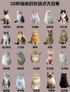 世界最小家猫（十大最小的猫排名）
