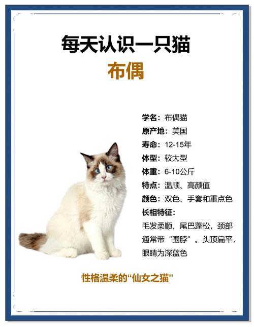 聪明布偶猫懂人心，善陪伴（布偶猫究竟聪不聪明）