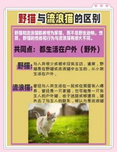 野猫到家是福，善待缘分（有野猫来家里千万不要赶走它）