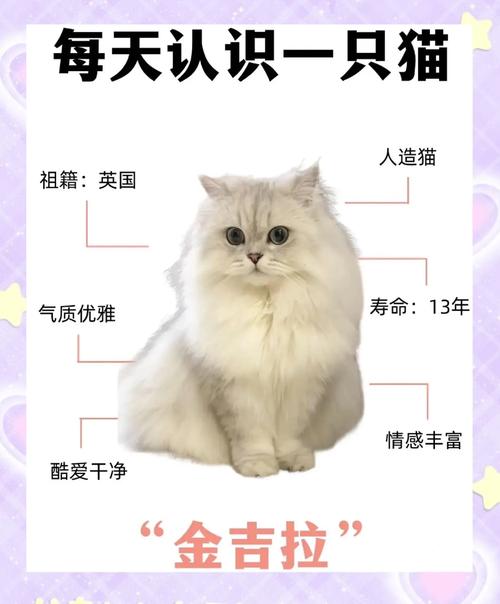 金渐层配金吉拉，科学繁育健康美猫（母猫金渐层和公猫金吉拉配种）