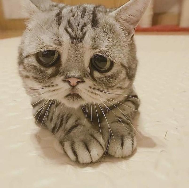 新猫到家，老猫不安？耐心引导助它们成为朋友（来了新猫老猫抑郁了）
