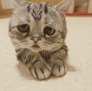 新猫到家，老猫不安？耐心引导助它们成为朋友（来了新猫老猫抑郁了）