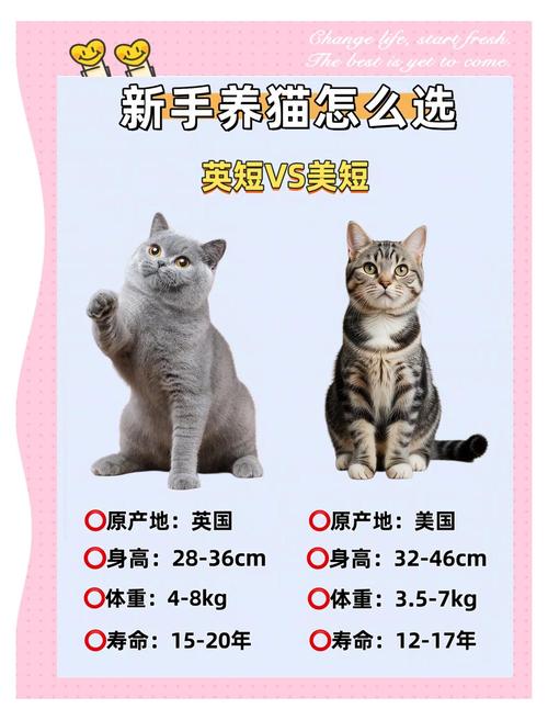 英短好养互动，美短省心活泼（初次养猫适合英短还是美短合适）