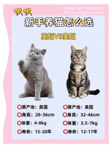 英短好养互动，美短省心活泼（初次养猫适合英短还是美短合适）