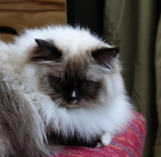 人类爱宠，猫界审美难懂（布偶在猫眼中真的很丑嘛）