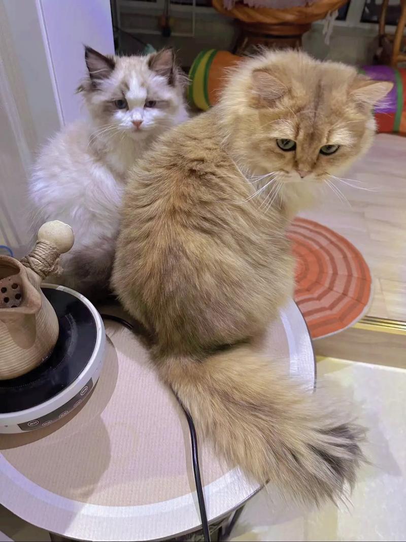 可爱但需谨慎繁育（橘猫和布偶混血照片）