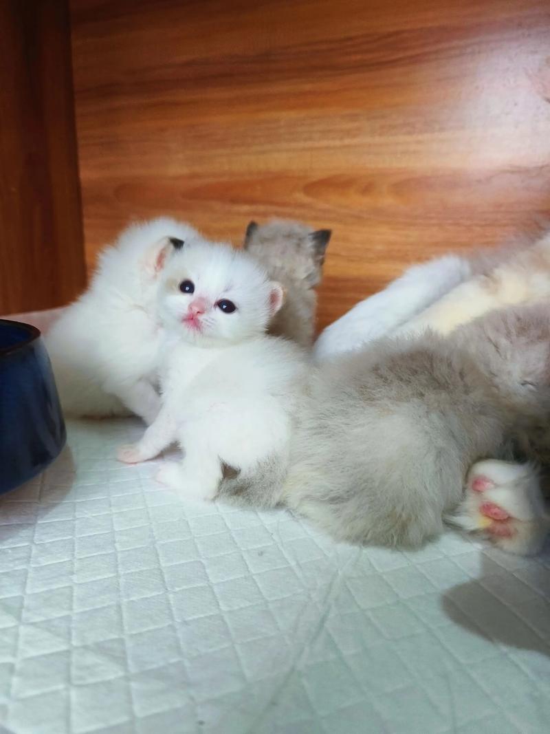 温顺友善，独特美观的宠物猫（布偶和三花配出来的猫）