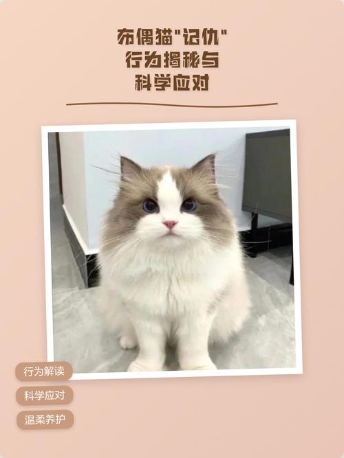 别打猫，布偶猫会受伤变糟，要爱它（打了布偶猫会记仇吗）