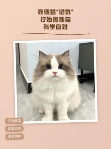 别打猫，布偶猫会受伤变糟，要爱它（打了布偶猫会记仇吗）