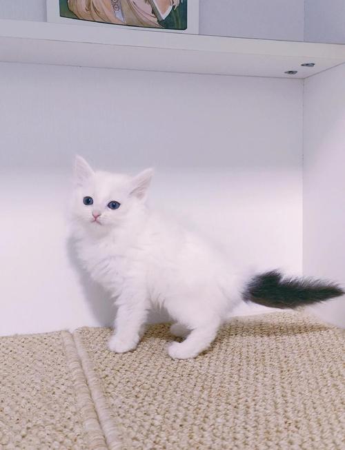 是波斯猫还是山东狮子猫？（叶澜养的白猫叫什么）