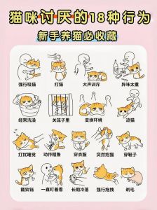 猫咪不满的10种表现及应对（猫恨主人的十种表现）